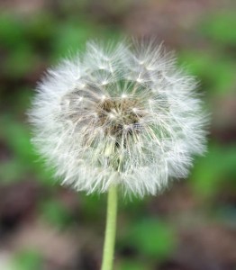 photo of dandelion fluff
