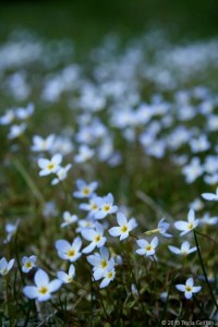 photo of azure bluet flowers
